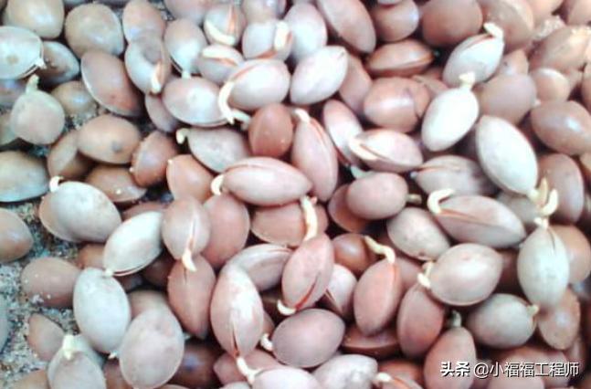 出芽不整齐,催芽一直没出芽怎么办