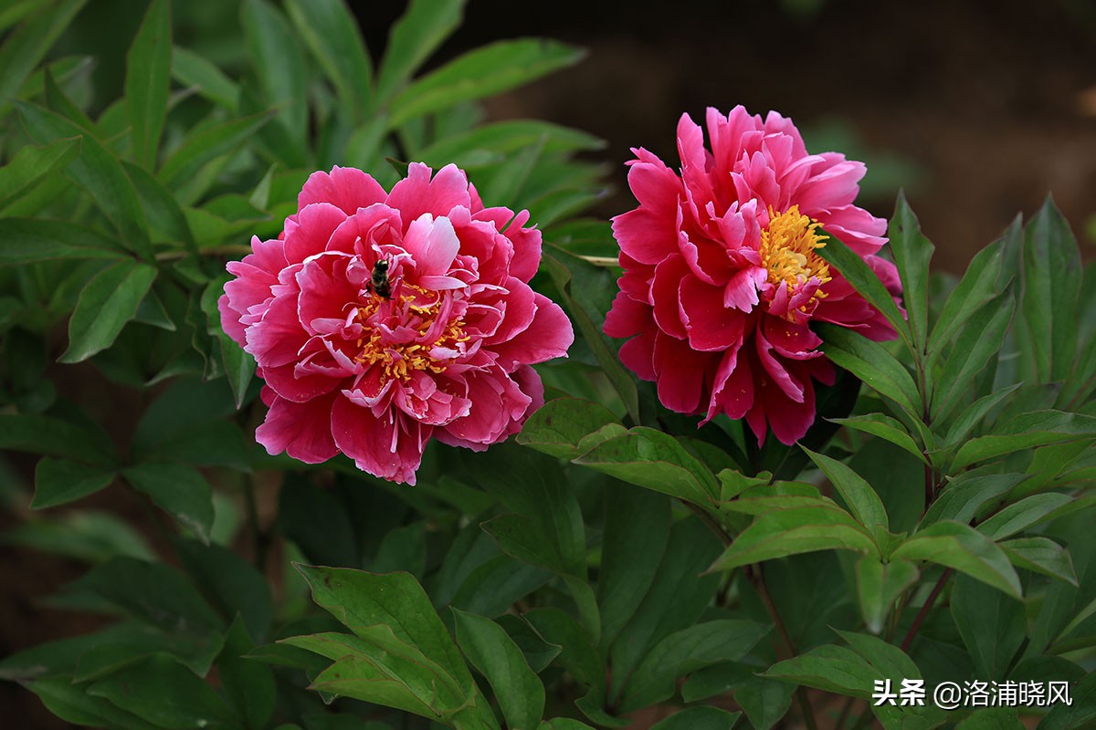 大院绿化的回忆——顺便看看院里的芍药定个究竟有多少种？