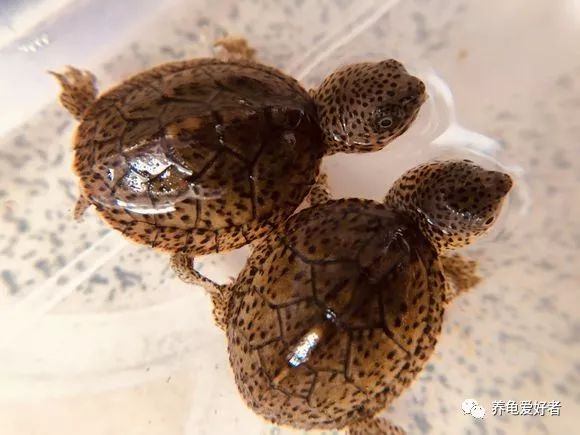 龟龟得了白眼病怎么办,龟得了白眼病该如何治