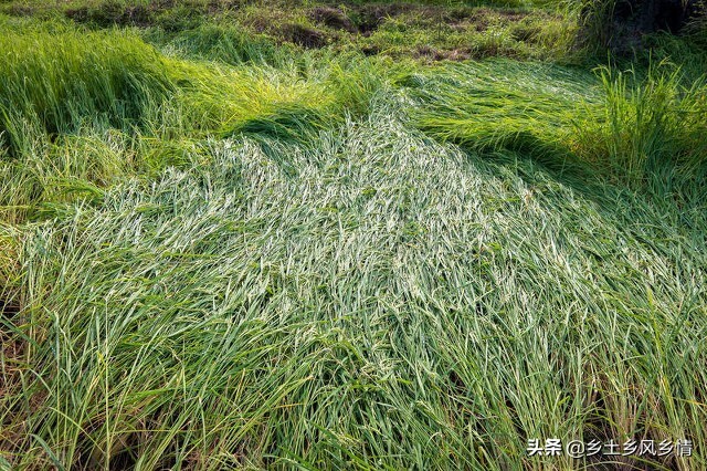 水稻倒伏怎么补救最好,水稻倒伏补救办法