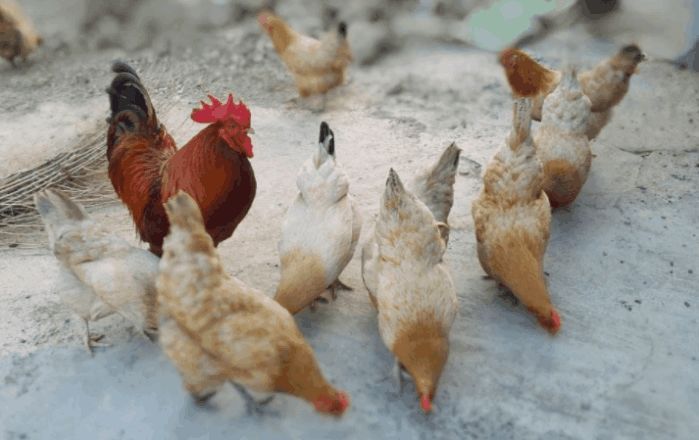 为什么黄鼠狼最怕小鸡,为什么蛇和黄鼠狼怕大鹅