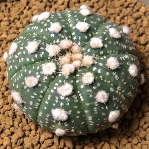 十个仙人球,最新30个仙人球品种