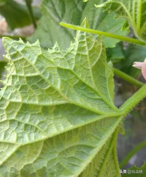 细菌性疑难病虫害防治,细菌性疾病怎么防治