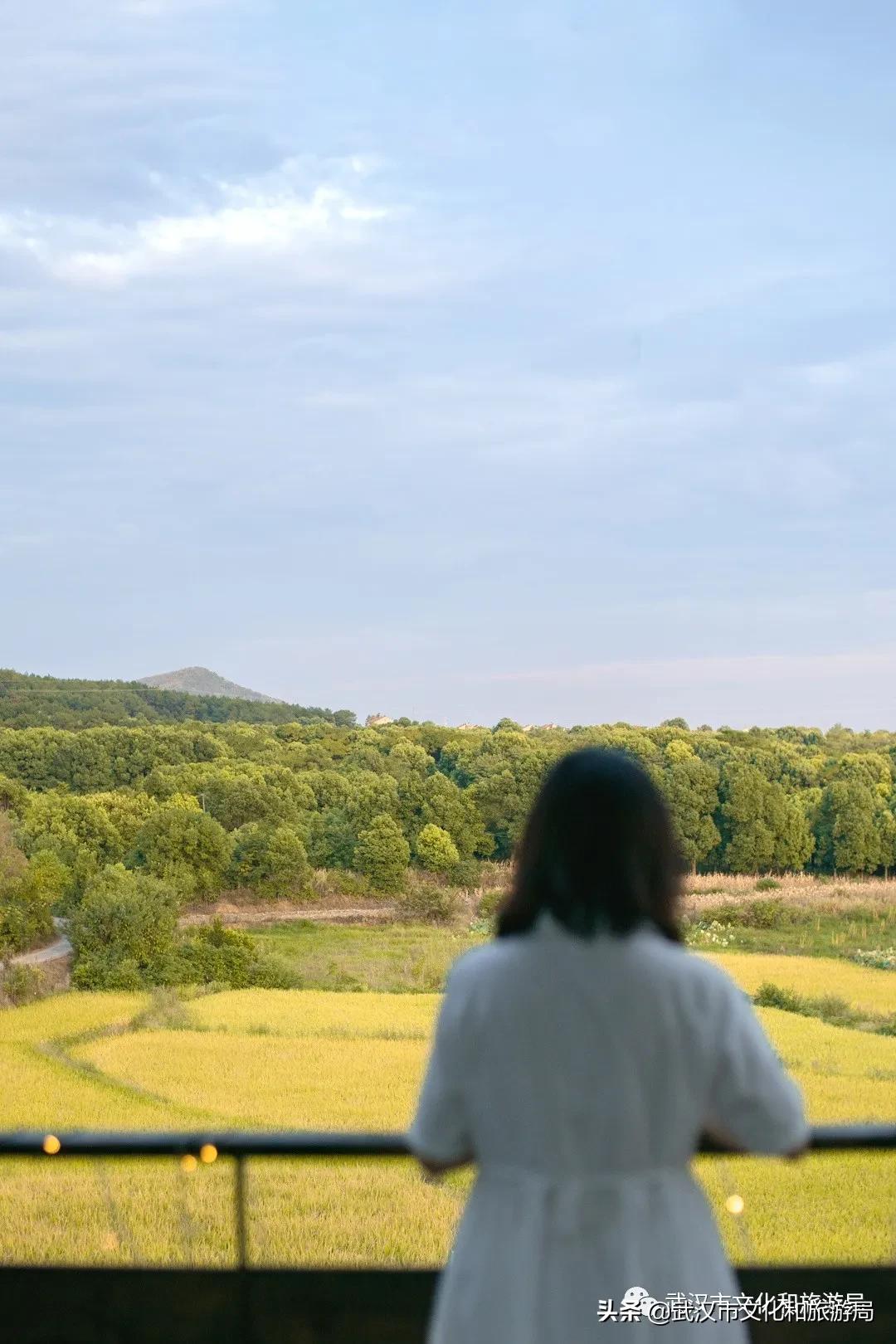 板栗葡萄采摘园,板栗桠葡萄采摘园