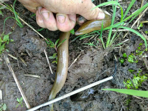 钓黄鳝怎么找洞,钓黄鳝找石头洞的技巧