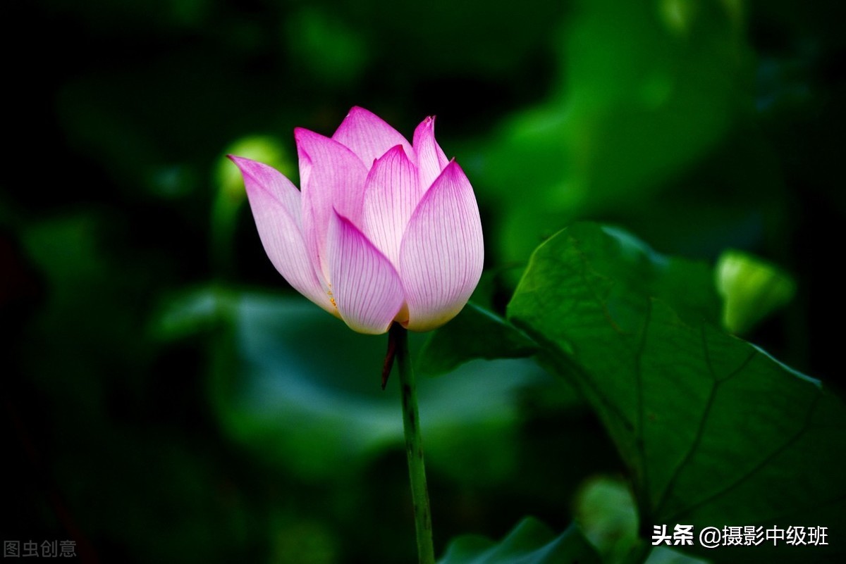 教你拍荷花的4个意境,怎么拍荷花拍照姿势大全