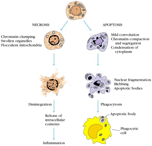 细胞衰老凋亡癌变,细胞的衰老和凋亡图片