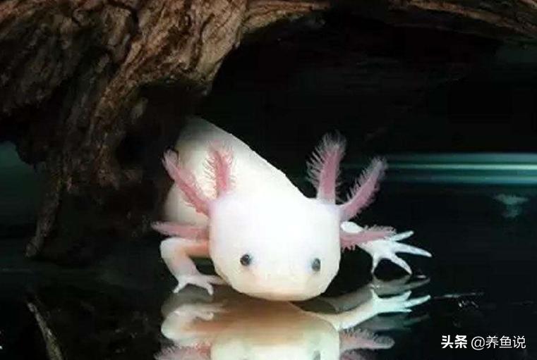 鱼缸养一些水陆两栖动物,鱼缸养什么宠物最奇葩