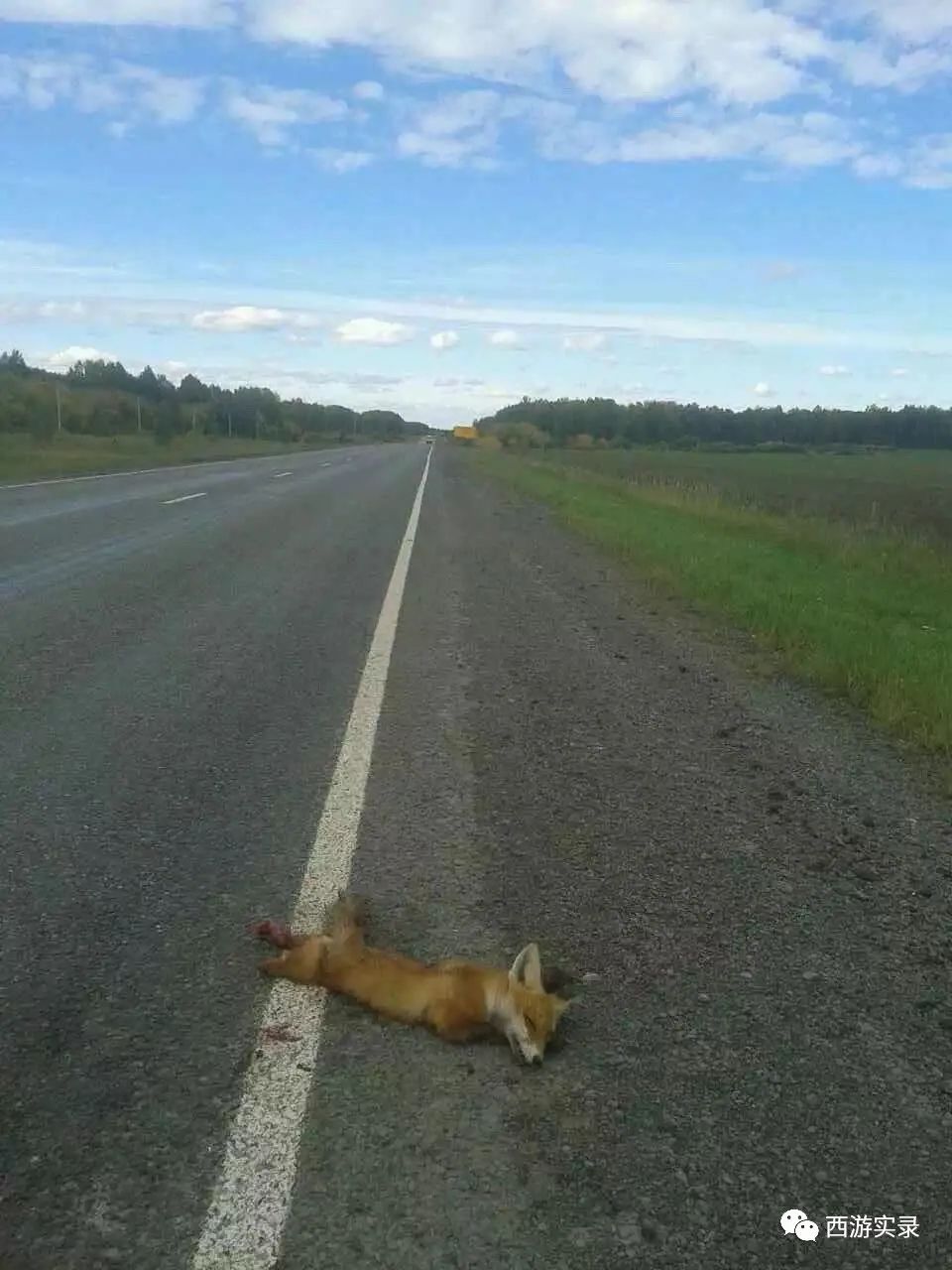 俄罗斯的黑土地,俄罗斯远东的黑土地