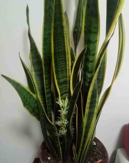 养虎皮兰的生活小技巧,养虎皮兰的教程