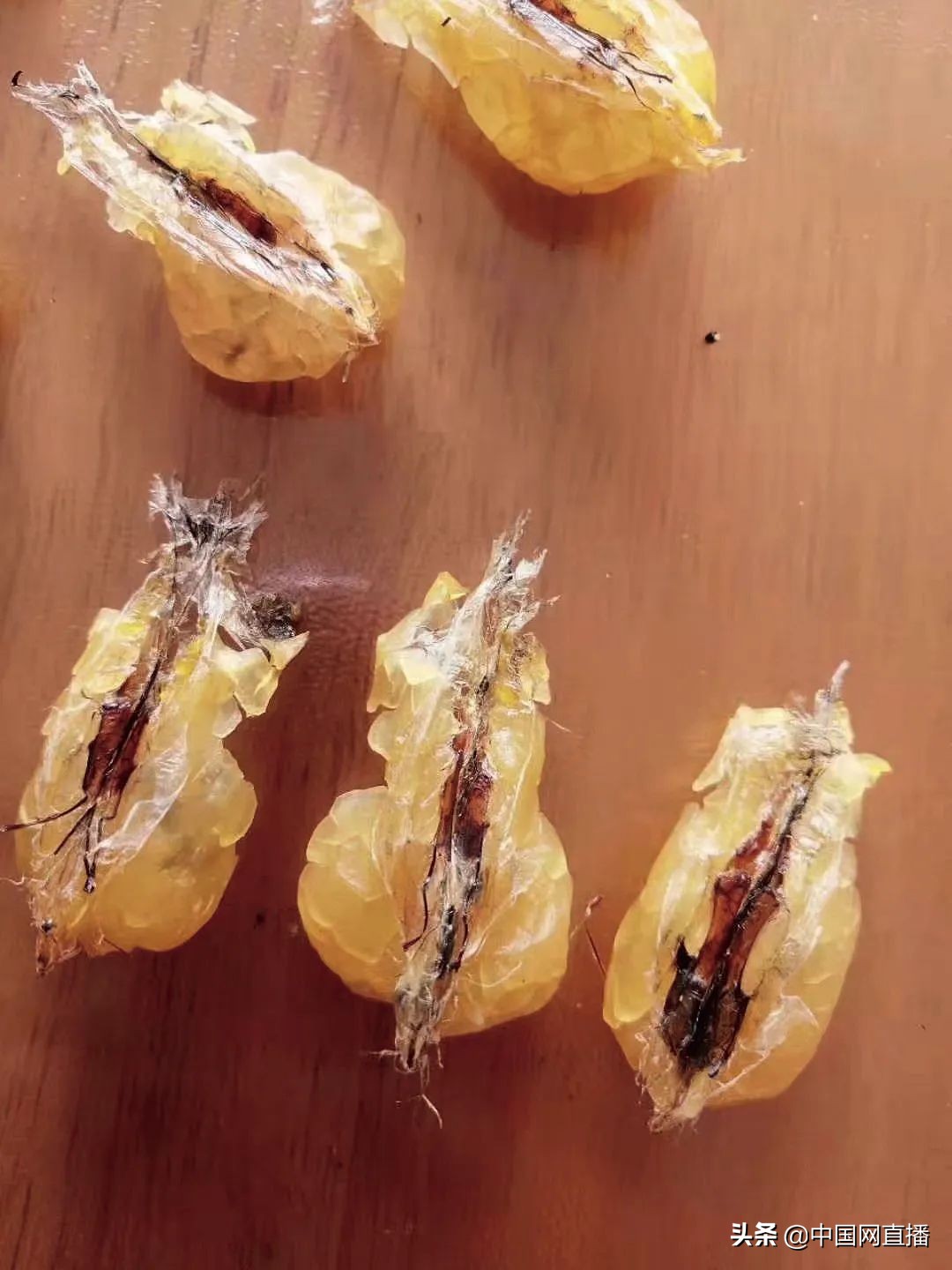 东北雪蛤到底怎么样,除了竹鼠还能养哪些东西