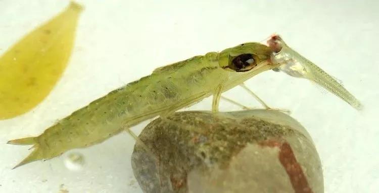 鱼苗消毒和病虫防治,水花鱼苗气泡病发病原因