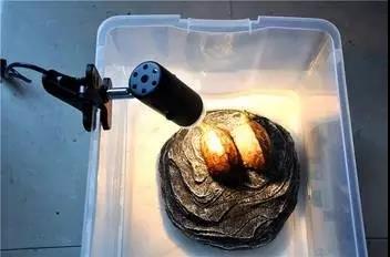 病龟干养正确方法,病龟治疗