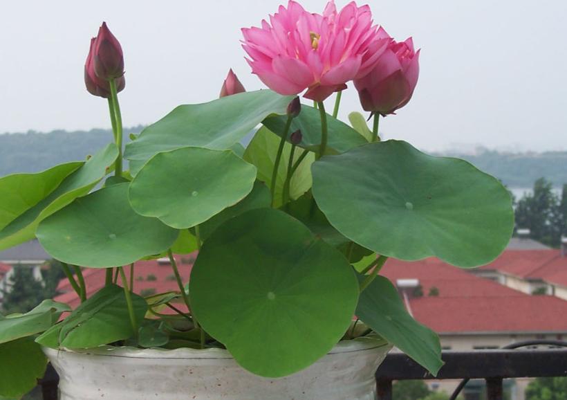 好看的中小型荷花品种,空间小养绿植