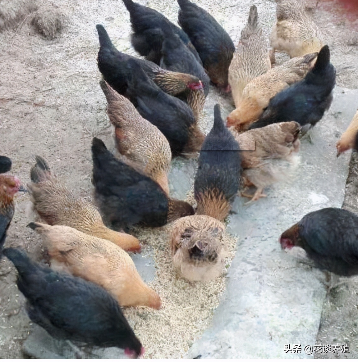 呕吐毒素对人危害,呕吐毒素科普冷知识