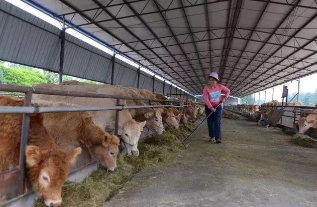 山东一14岁学生因炭疽死亡,14岁儿童炭疽病死亡