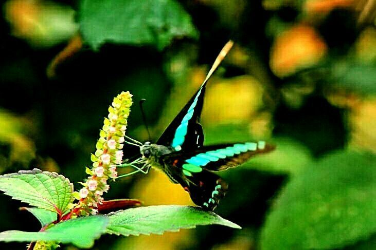 原创蝴蝶恋花,蝶恋花蝴蝶原唱