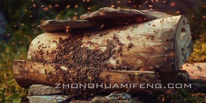 中蜂土藏饲养法,中蜂横养12脾