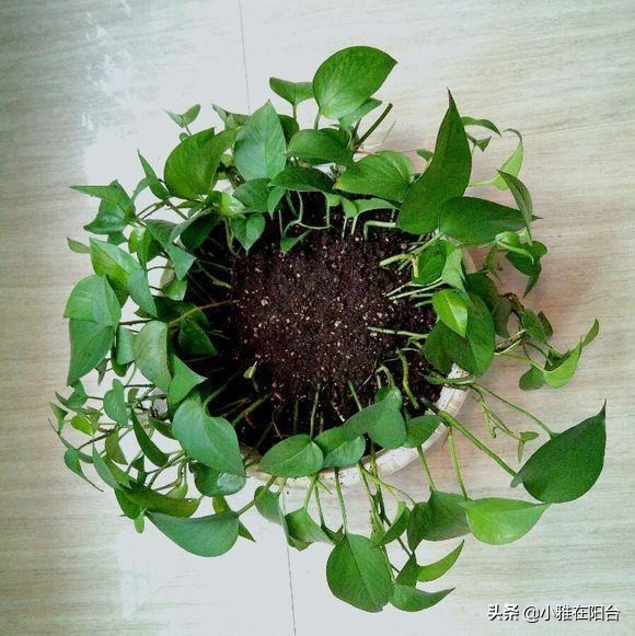 绿萝几个月没有浇水根部发黑,绿萝叶子蔫了变软发黑是什么原因