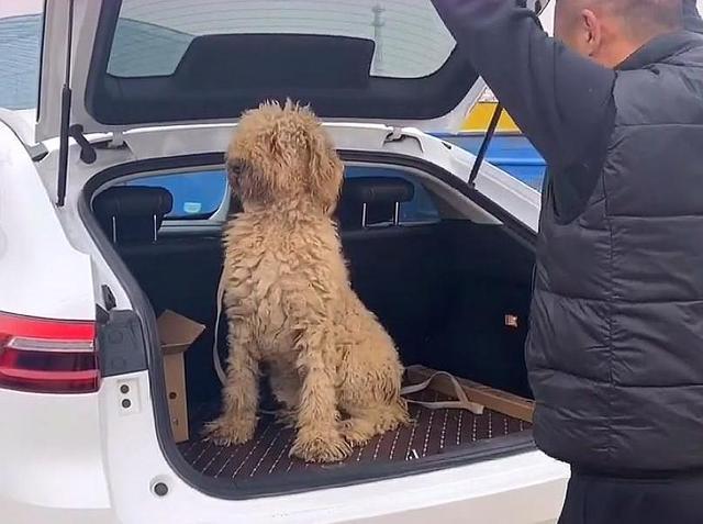 巨贵犬可以在农村生活吗,巨贵犬几百块的能买吗