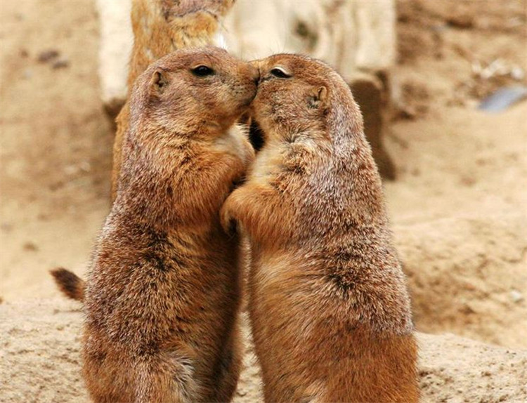 南京金鹰动物世界何时开,南京金鹰动物世界在哪里购票