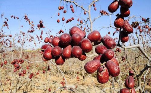 红枣哪种颜色比较好,干红枣什么颜色才好