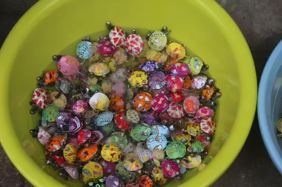 彩色的小乌龟危害后的样子,彩色乌龟和普通小乌龟哪个好