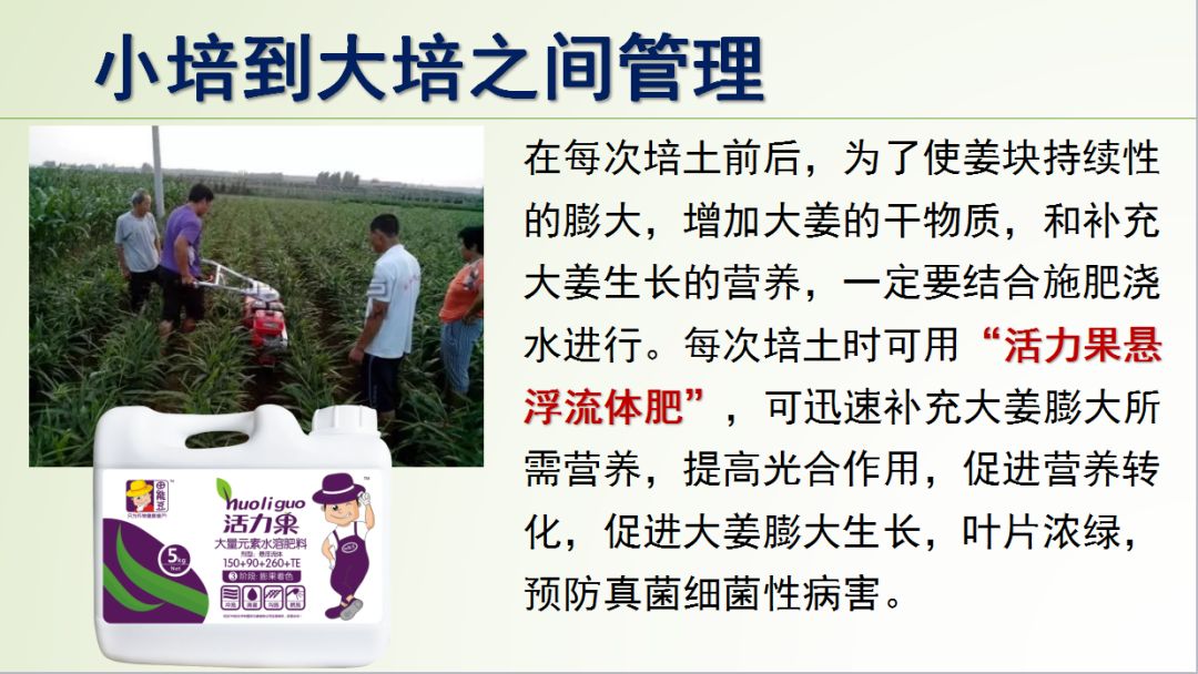 种姜怎么种产量更高,春耕进行时农村种姜