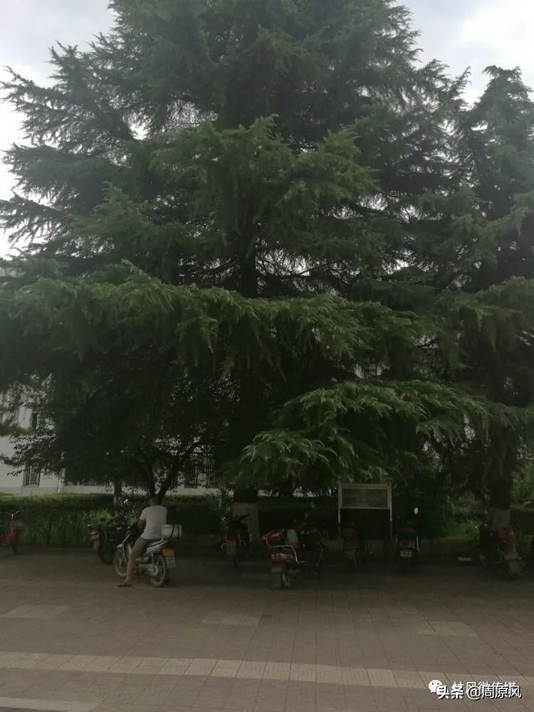 武功师范求学记「张军厚」