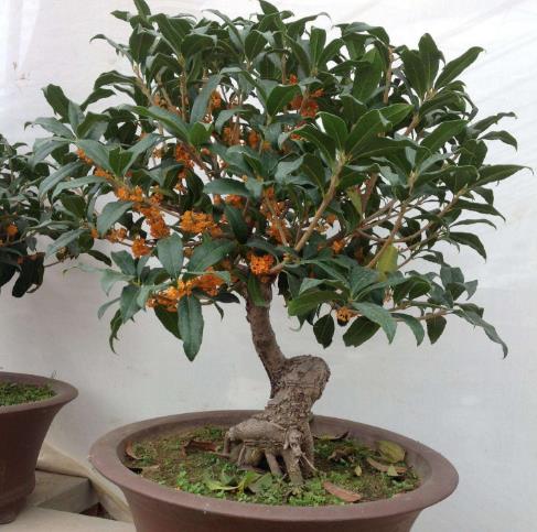 有什么风水树适合放在家里,旺家风水的花树