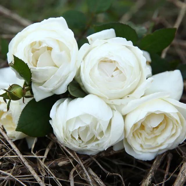 20种必买月季品种图片,网购月季有哪些品种好活