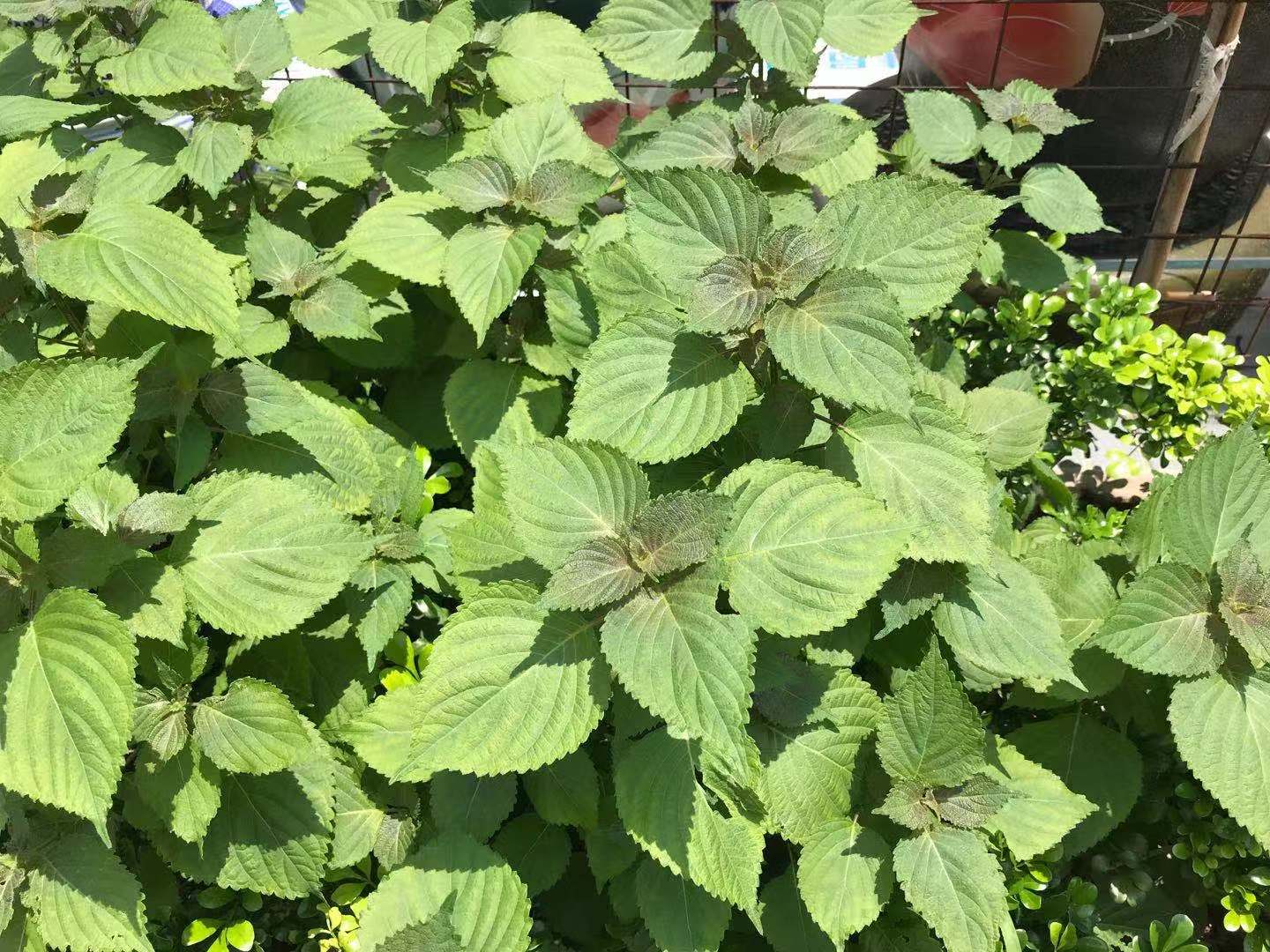 紫苏跟生姜解鱼蟹毒怎么用,为什么紫苏能解鱼蟹之毒