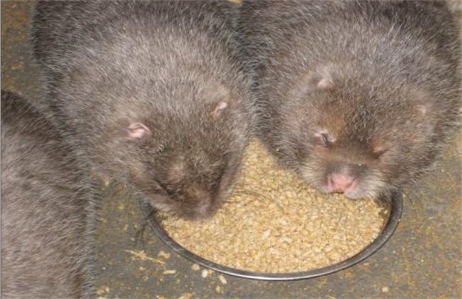 母竹鼠产仔过程,竹鼠繁育几胎