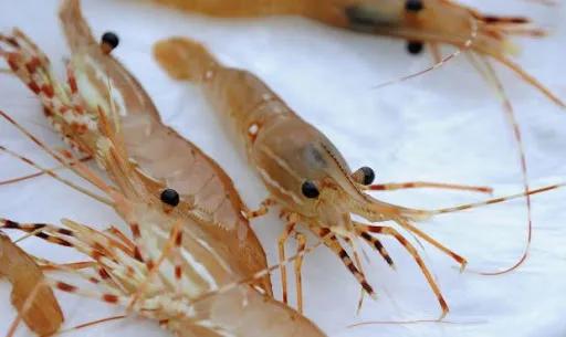 斑点虾开卖！最全购买地址请收好，还能网购加送货上门，给力