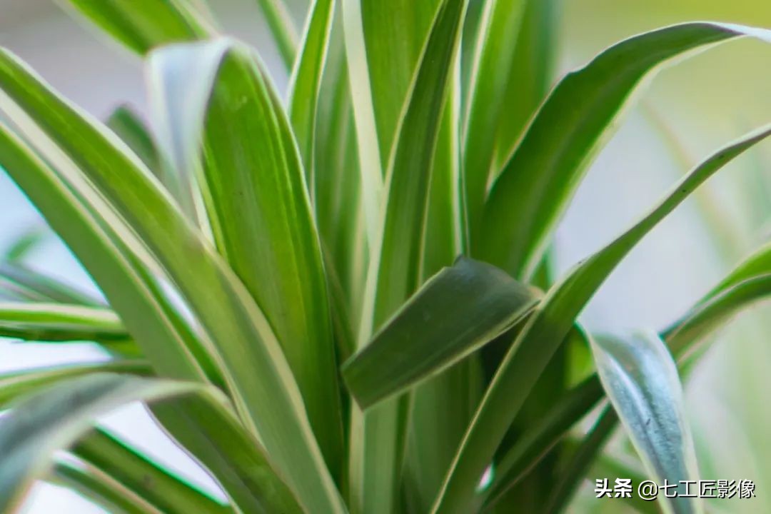 七工匠75mmf1.25夜神人像镜头,七工匠75mmf1.25参数