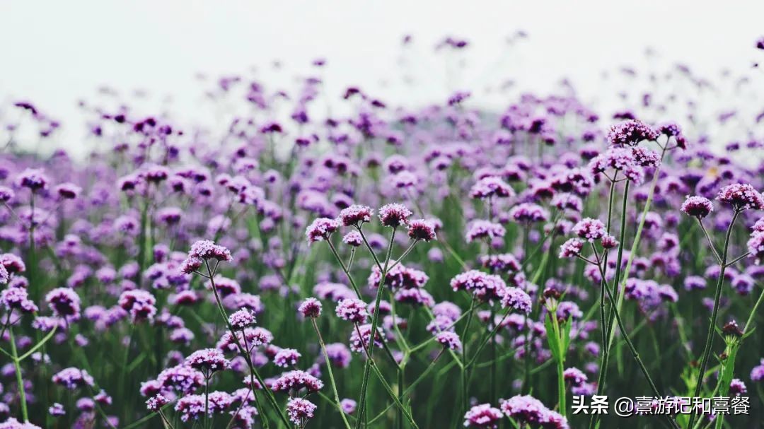 无锡拈花湾投资多少钱,拈花湾投资了多少钱