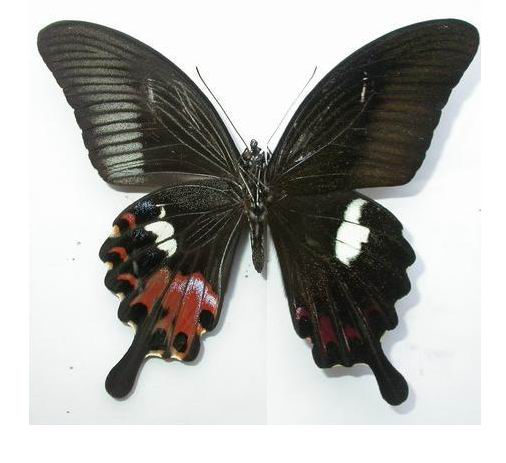 世界上的各种蝴蝶,为什么世界上有五彩斑斓的蝴蝶