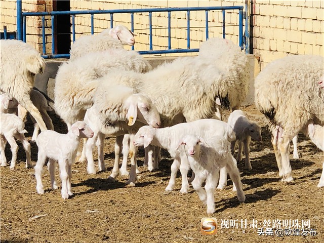 决战脱贫攻坚的微视频,甘肃武威民勤养羊