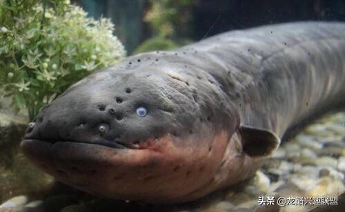 你喜欢彪悍凶猛的观赏鱼吗？选它们就对了