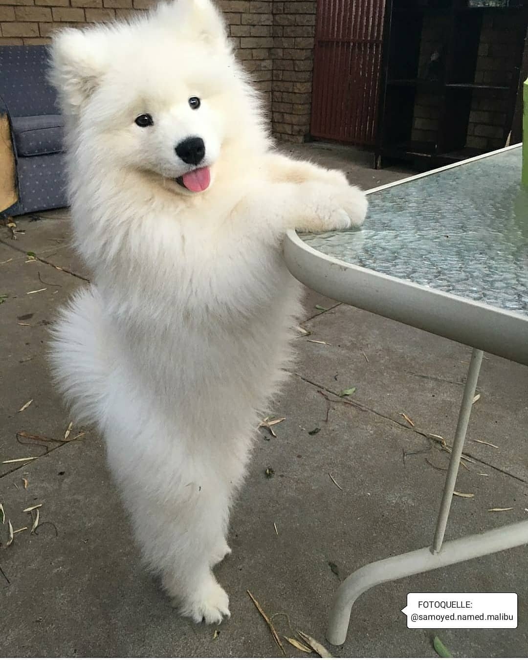 戴上了金箍就要放下七情六欲,今日萌图