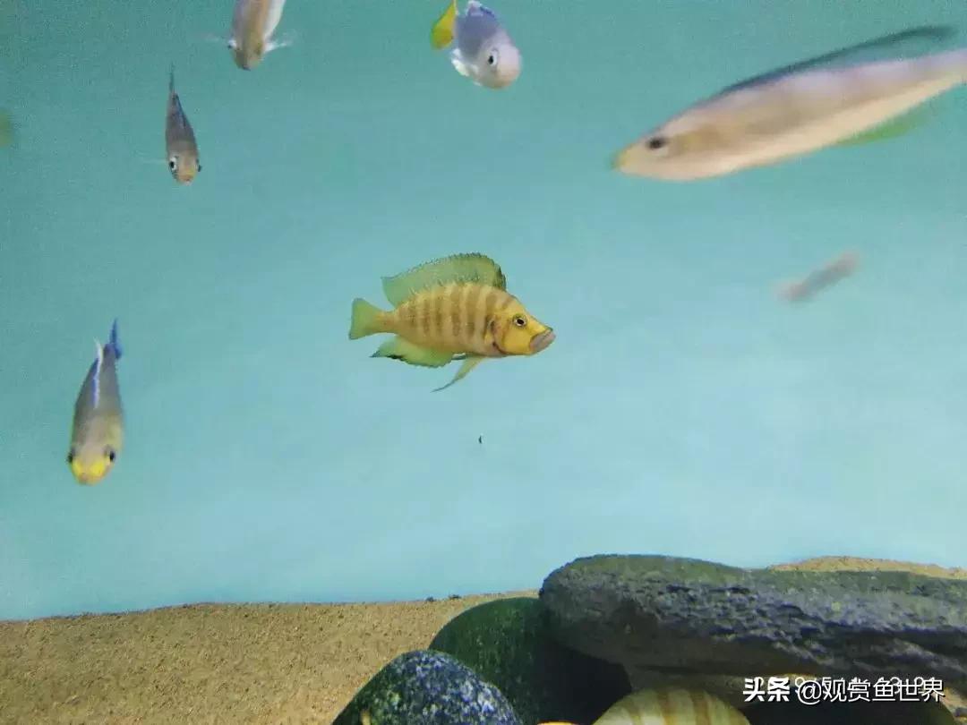 梦想的三湖世界持续建设中……方位:中国天津