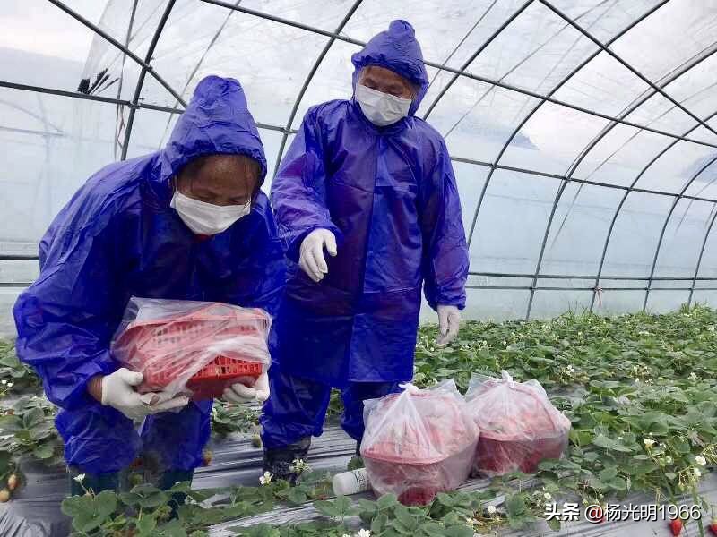 榛斾笢鍗楄嫍鏃忎緱鏃忚嚜娌诲窞鍑噷鑽夎帗 (鍑噷涓嬪徃鑽夎帗澶栭攢鎯呭喌)