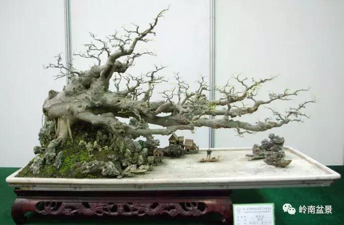 临水式金弹子盆景图片大全欣赏,看盆景展里赏心悦目的盆景