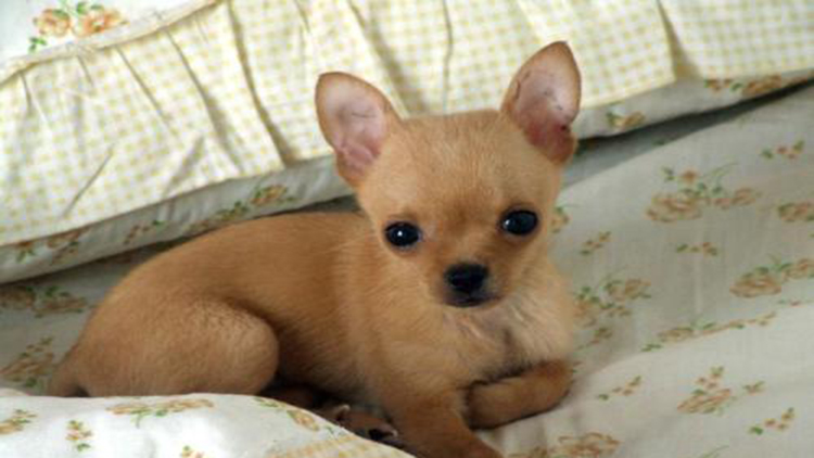 吉娃娃固定神器,吉娃娃正确玩法视频