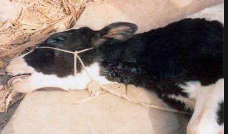 养牛怎么防止中毒,养牛怎样预防农药中毒症状