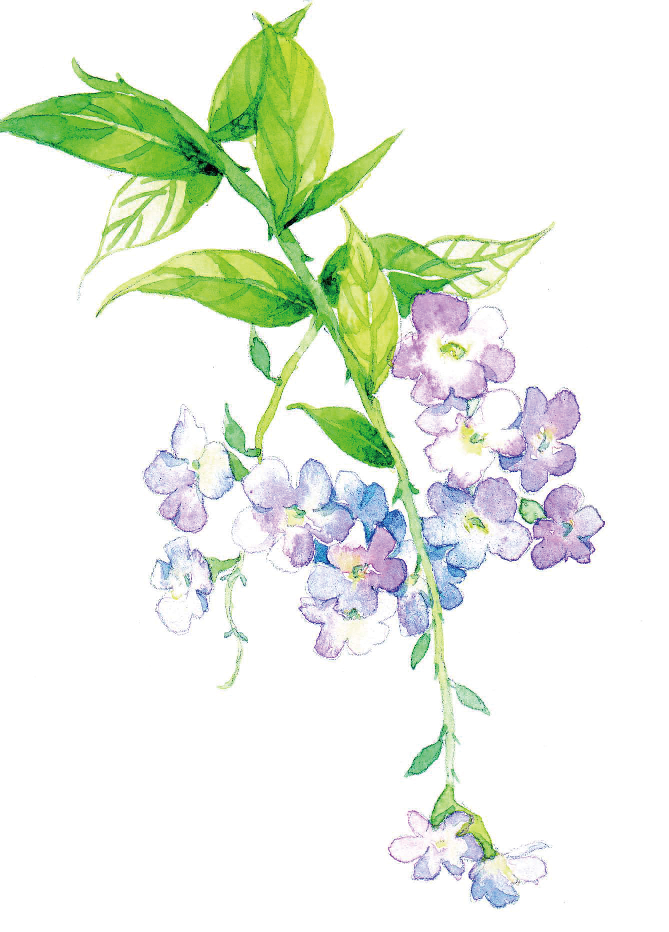 清爽又干净的水彩花卉手绘,学习水彩花卉画法步骤