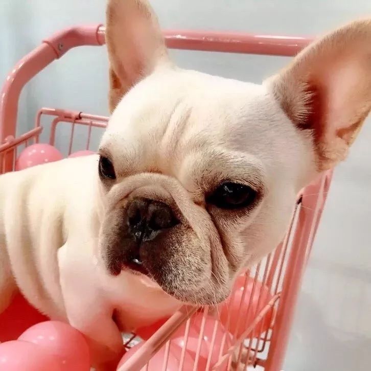 2019宠物排名,2022宠物排行榜