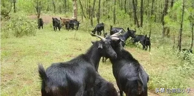 母羊乳房炎硬块如何消除,母羊乳房炎啥药见效