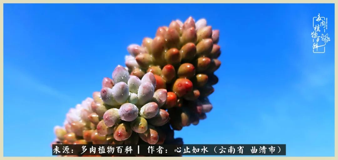 景德镇精品拇指多肉盆,轻奢多肉拇指盆3.5