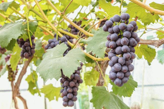 摘葡萄游乐园,摘葡萄还可以免费玩的地方